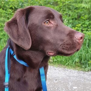 Meet your Posher, Bailey